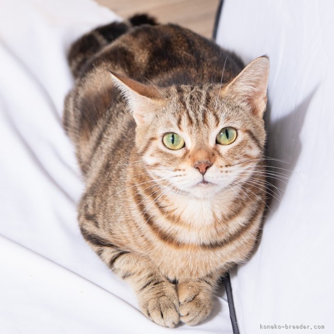 アメリカンショートヘア【・女の子・2022年5月27日・ブラウンタビー】