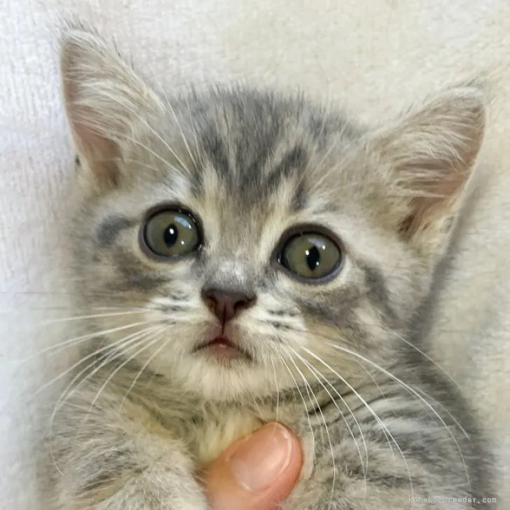 ID：2310-02981の子猫