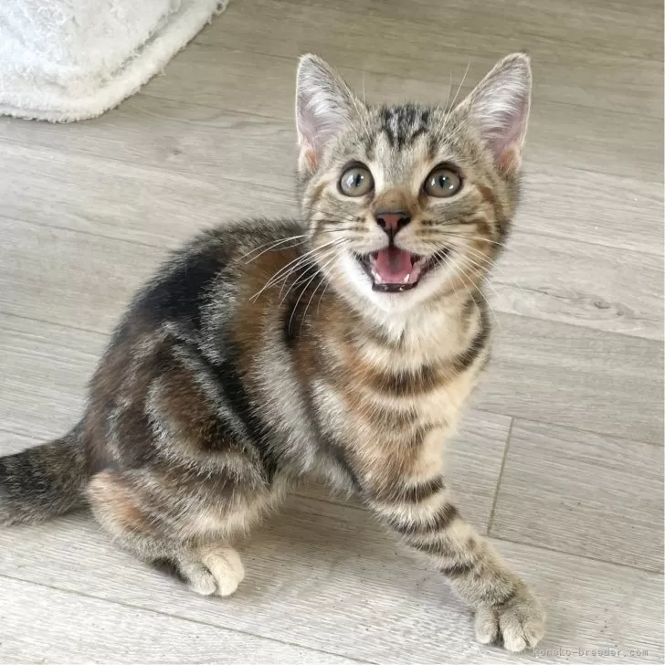 S.I 様のお迎えした子猫