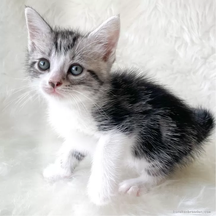 ID:2405-01834の子猫