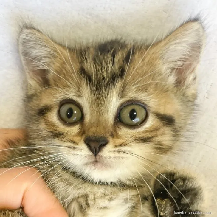 ID：2310-02978の子猫