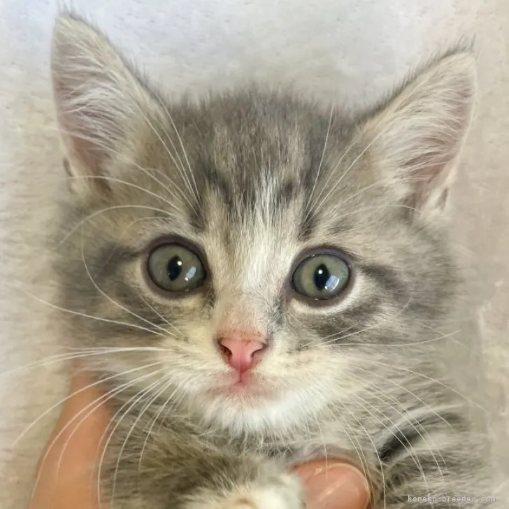 ID：2310-02977の子猫