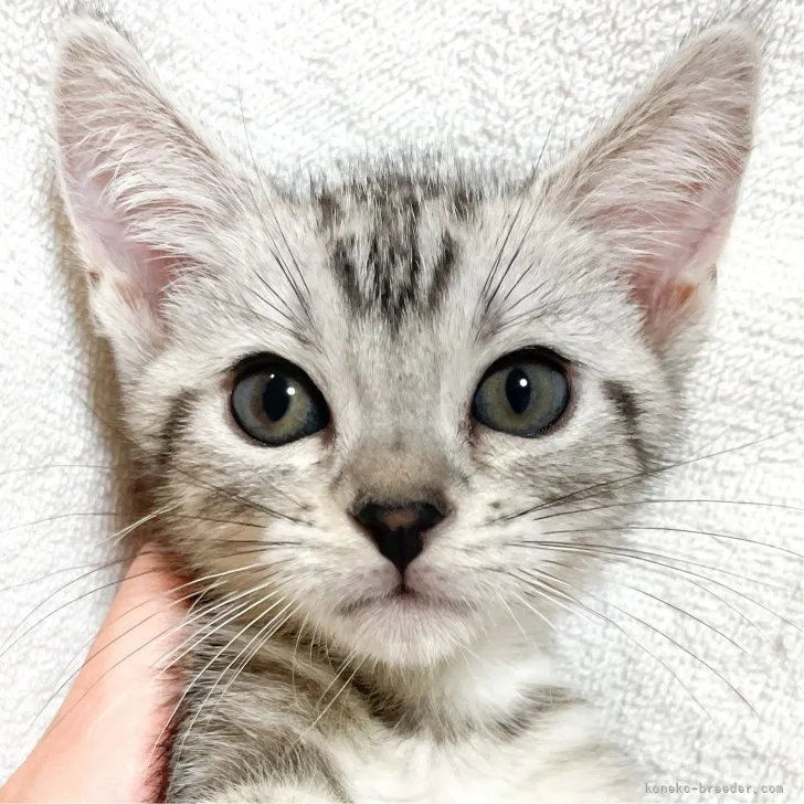 ID:2308-00005の子猫