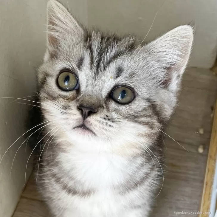 ID：2312-01873の子猫
