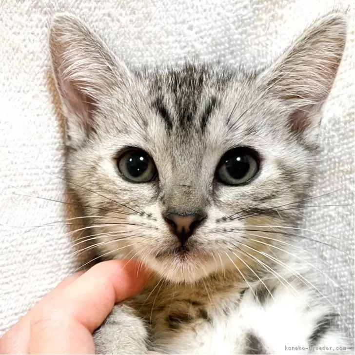 ID：2308-00004の子猫