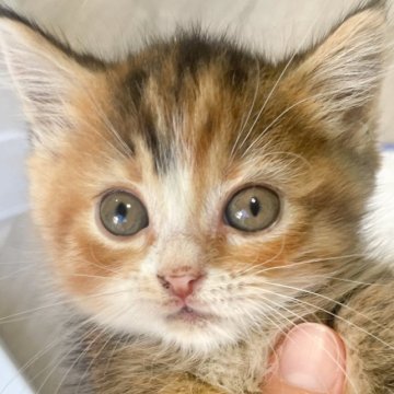 マンチカン(短足)【神奈川県・女の子・2023年8月31日・キャリコ】の写真「コンパクトマンチカンちゃん」