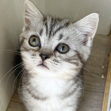 スコティッシュフォールド【神奈川県・女の子・2023年10月14日・シルバータビー（短毛）】の写真「癒しと安心を届けるブリーダー」