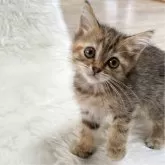 マンチカン(長足)【神奈川県・女の子・2024年7月7日・ブラウンタビー】の写真1「あざとくないですか🥹」