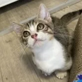 マンチカン(短足)【神奈川県・男の子・2023年6月22日・ブラウンスポッテッドタビー&ホワイト】の写真2「ものすごい綺麗なバイカラーです🥰」