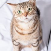 アメリカンショートヘア【・女の子・2022年5月27日・ブラウンタビー】