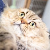スコティッシュフォールド【・男の子・2022年5月23日・ブラウンタビー】「この角度が一番かわいい🥰💓」