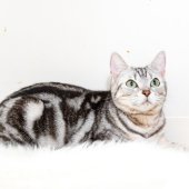 アメリカンショートヘア【・女の子・2022年5月9日・シルバータビー】