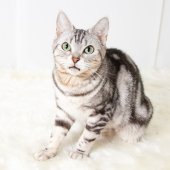 アメリカンショートヘア【・女の子・2022年5月9日・シルバータビー】