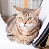 アメリカンショートヘア【・女の子・2022年5月27日・ブラウンタビー】