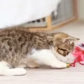 マンチカン(短足)【神奈川県・男の子・2024年7月7日・ブラウンスポッテッドタビー&ホワイト】の写真5