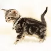 アメリカンショートヘア【神奈川県・男の子・2025年9月16日・シルバータビー】の写真12