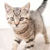 スコティッシュフォールド(立ち耳)【神奈川県・男の子・2025年1月19日・ブラウンマッカレルタビー】の写真10