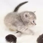 マンチカン(長足)【神奈川県・女の子・2025年8月1日・ブルークリーム】の写真11