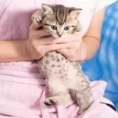 スコティッシュフォールド(立ち耳)【神奈川県・女の子・2025年7月14日・ブラウンスポッテッドタビー】の写真10