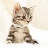 アメリカンショートヘア【神奈川県・男の子・2025年9月16日・シルバータビー】の写真7