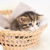 マンチカン(短足)【神奈川県・男の子・2025年8月2日・ブラウンスポッテッドタビー&ホワイト】の写真11