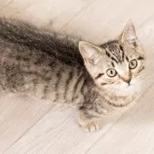 スコティッシュフォールド(立ち耳)【神奈川県・男の子・2025年1月19日・ブラウンマッカレルタビー】の写真12