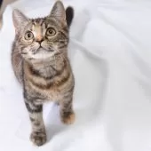 スコティッシュフォールド(立ち耳)【神奈川県・女の子・2025年4月26日・トータシェル】の写真12