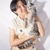 マンチカン(長足)【神奈川県・男の子・2024年12月29日・シルバースポッテッドタビー】の写真11「この時まだ3.2キロです！」