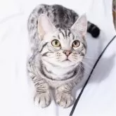 マンチカン(長足)【神奈川県・男の子・2024年12月29日・シルバースポッテッドタビー】の写真12