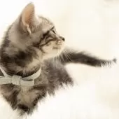 アメリカンショートヘア【神奈川県・男の子・2025年9月16日・シルバータビー】の写真8