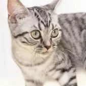 スコティッシュフォールド(立ち耳)【神奈川県・男の子・2025年4月26日・シルバーマッカレルタビー】の写真13