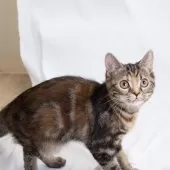 スコティッシュフォールド(立ち耳)【神奈川県・女の子・2025年4月26日・トータシェル】の写真13