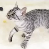 スコティッシュフォールド(立ち耳)【神奈川県・男の子・2025年4月26日・シルバーマッカレルタビー】の写真14