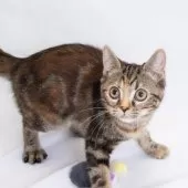 スコティッシュフォールド(立ち耳)【神奈川県・女の子・2025年4月26日・トータシェル】の写真14