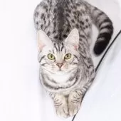 マンチカン(長足)【神奈川県・男の子・2024年12月29日・シルバースポッテッドタビー】の写真15