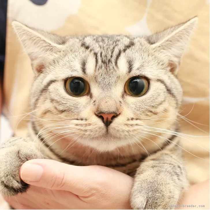 スコティッシュフォールド(立ち耳)【神奈川県・男の子・2025年3月12日・シルバーマッカレルタビー】の写真1