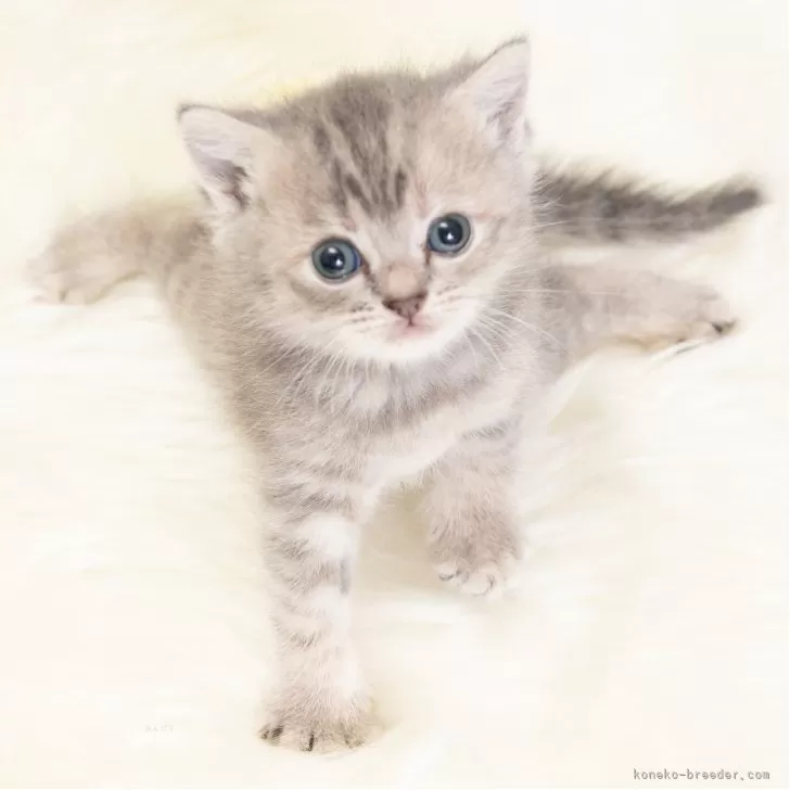 マンチカン(長足)【神奈川県・女の子・2025年8月1日・ブルークリーム】の写真1