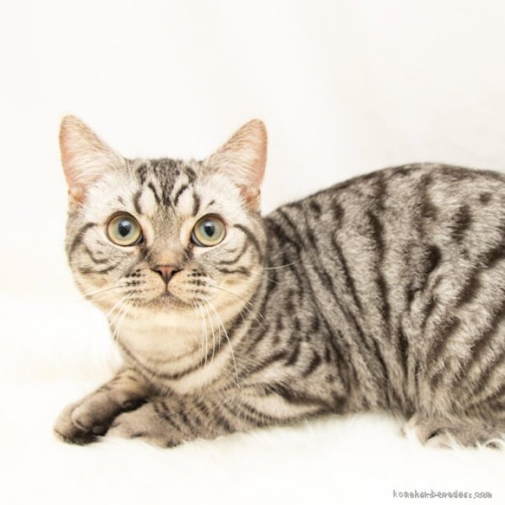 ブリーダー画像