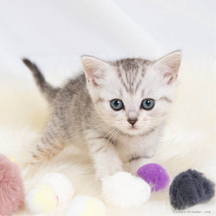 ブリーダー画像