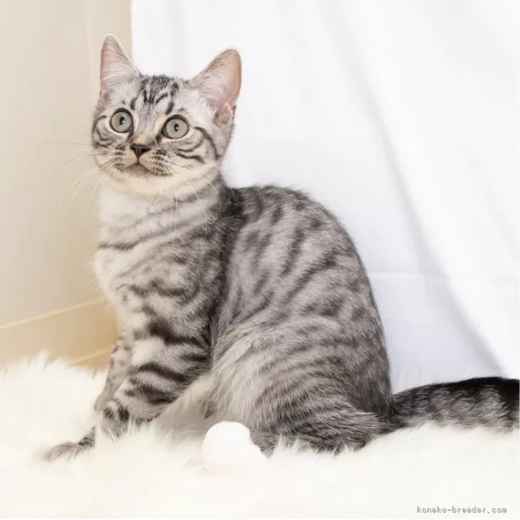 スコティッシュフォールド(立ち耳)【神奈川県・男の子・2025年4月26日・シルバーマッカレルタビー】の写真1