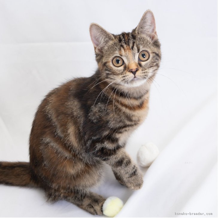 ブリーダー画像