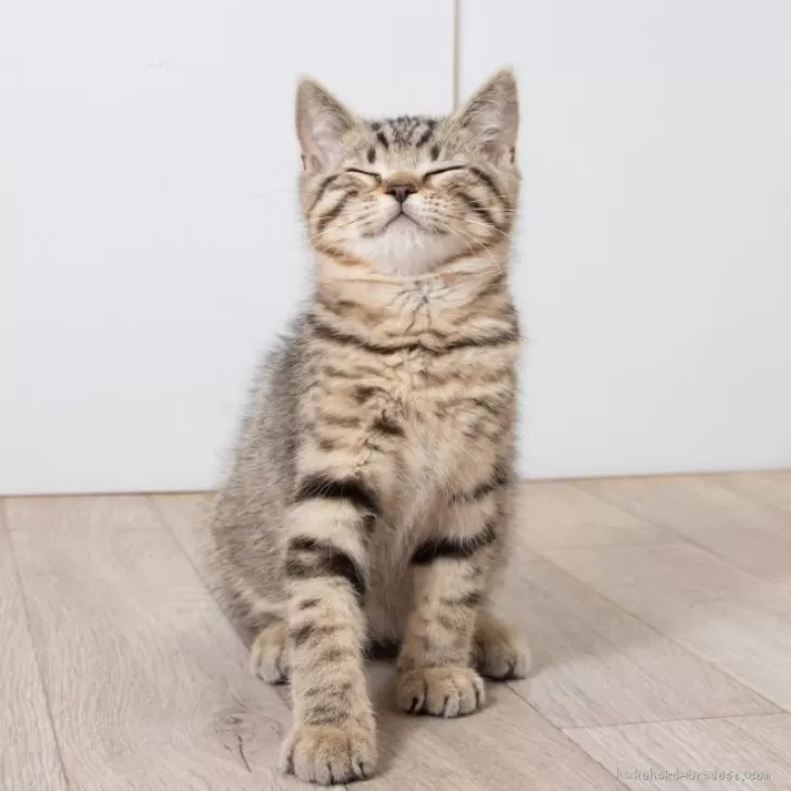 スコティッシュフォールド(立ち耳)【神奈川県・男の子・2025年1月19日・ブラウンマッカレルタビー】の写真1