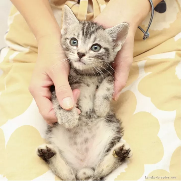 アメリカンショートヘア【神奈川県・男の子・2025年9月16日・シルバータビー】の写真1