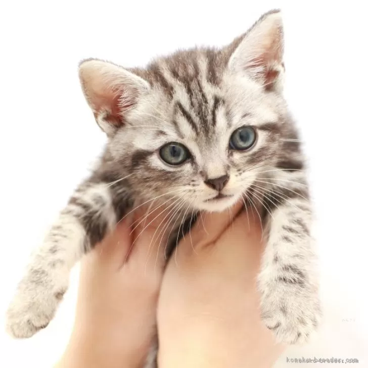 アメリカンショートヘア【神奈川県・男の子・2025年9月16日・シルバータビー】の写真1