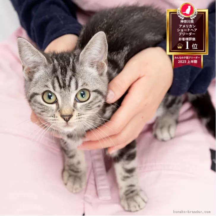 H.T 様のお迎えした子猫