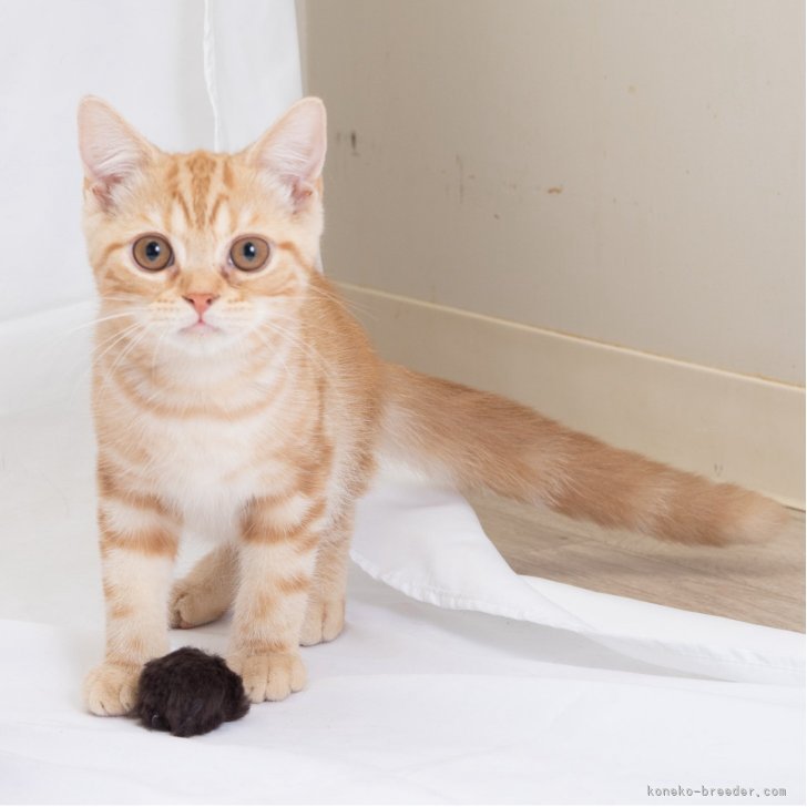 ブリーダー画像