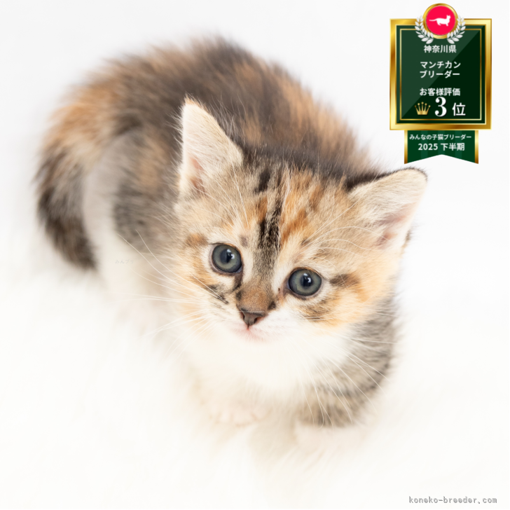 ブリーダー画像