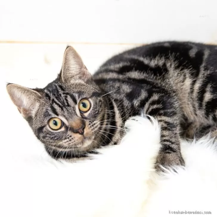ID：2407-00664の子猫
