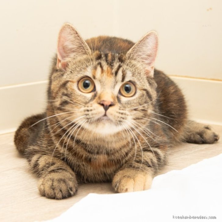 ブリーダー画像