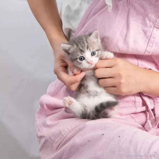 ID：2509-00481の子猫